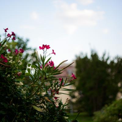 DSC_2452.jpg