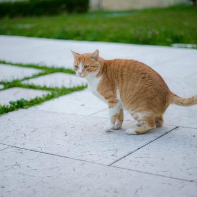 DSC_2492.jpg