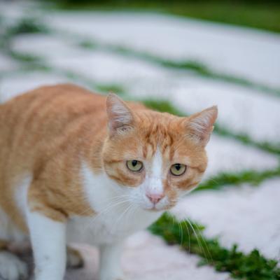 DSC_2496.jpg