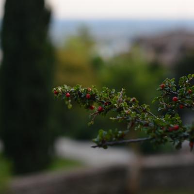 DSC_6283.JPG