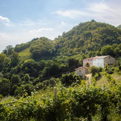 Foto Vigneti San Mor 09.06.2015