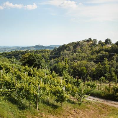 FotoVignetiSanMor-14.jpg