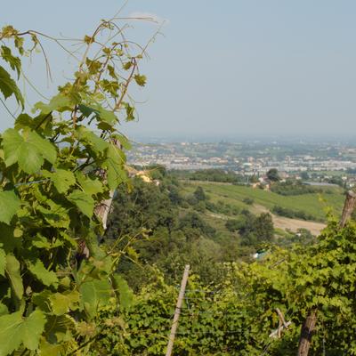 FotoVignetiSanMor-36.jpg