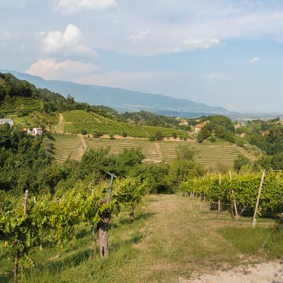 FotoVignetiSanMor-42-Pano-Modifica.jpg