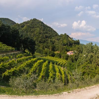 FotoVignetiSanMor-50-Pano-Modifica.jpg