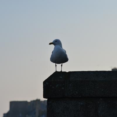DSC_4980.JPG