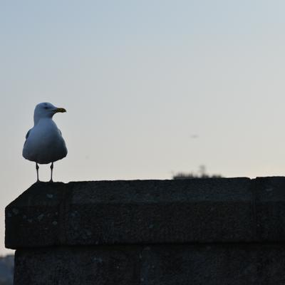 DSC_4981.JPG