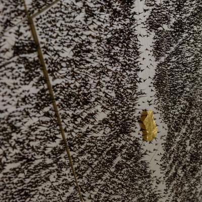 DSC_0644.jpg