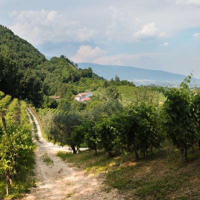 FotoVignetiSanMor-27-Pano-Modifica.jpg
